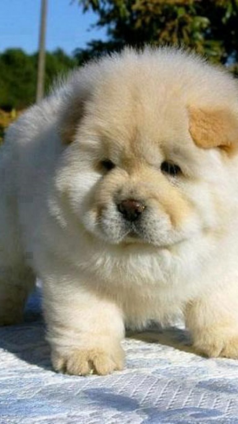 Толстая маленькая собака. Собачки чау чау. Чау чау Чиф. Чау чау белый щенок.