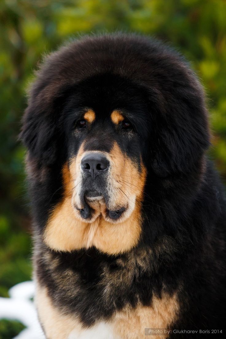 Собака испанский мастиф