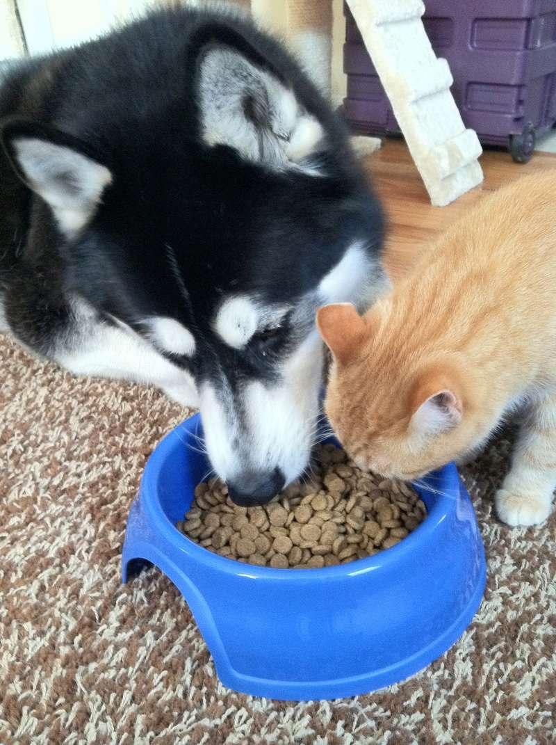 Кошка кушает