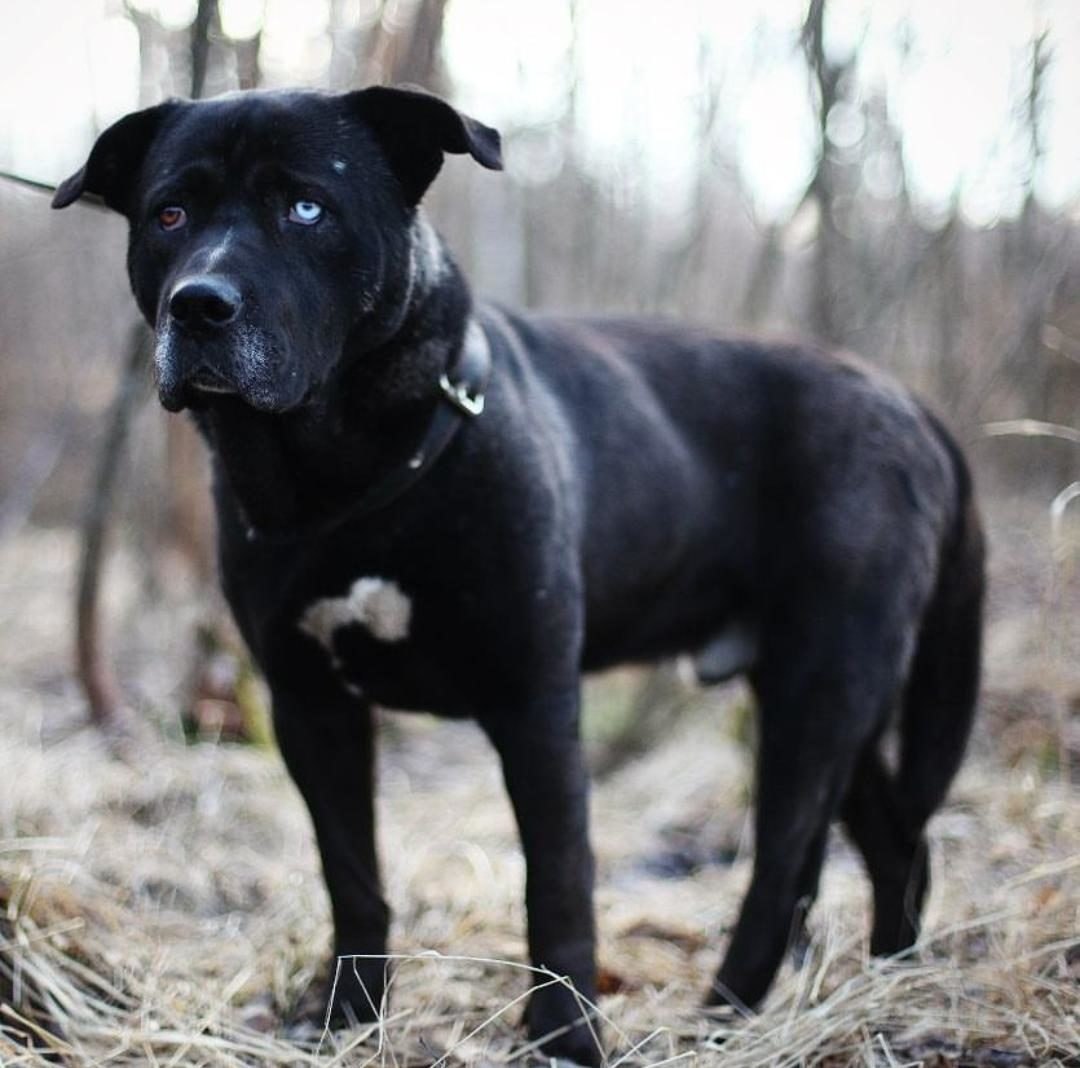 Черная собака год. Черные собаки. Большая черная собака. Большие черные собаки. Рокфеллер собака.