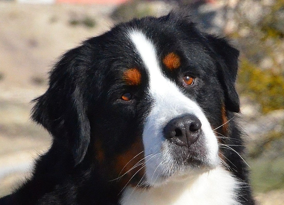Бердский зимерхульд собака (60 фото) - картинки sobakovod.club