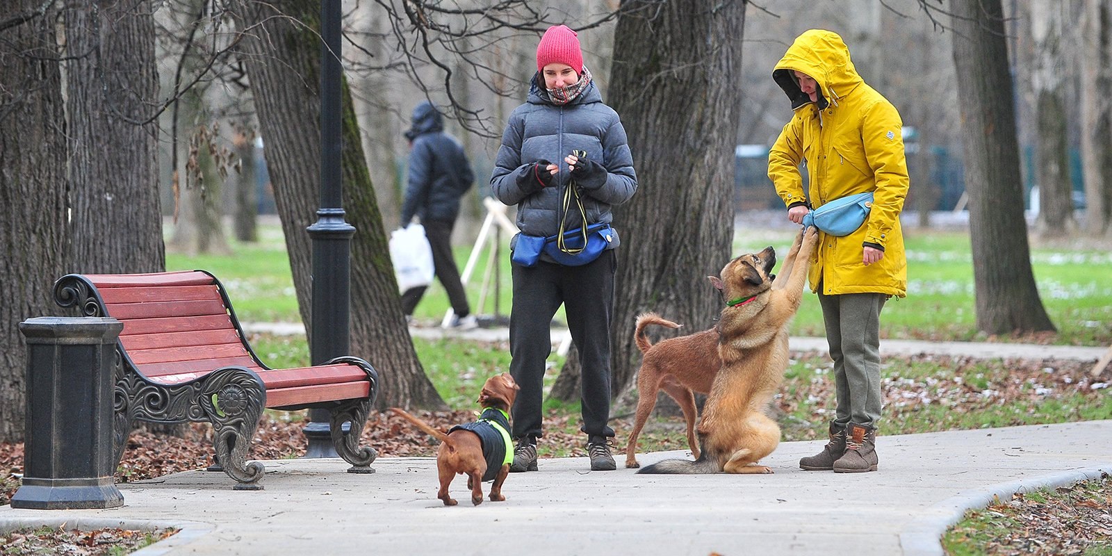 Можно гулять с собакой в парке. Прогулка с собакой в парке. Человек с собакой в парке. Собаки в парках. Парк для собак.