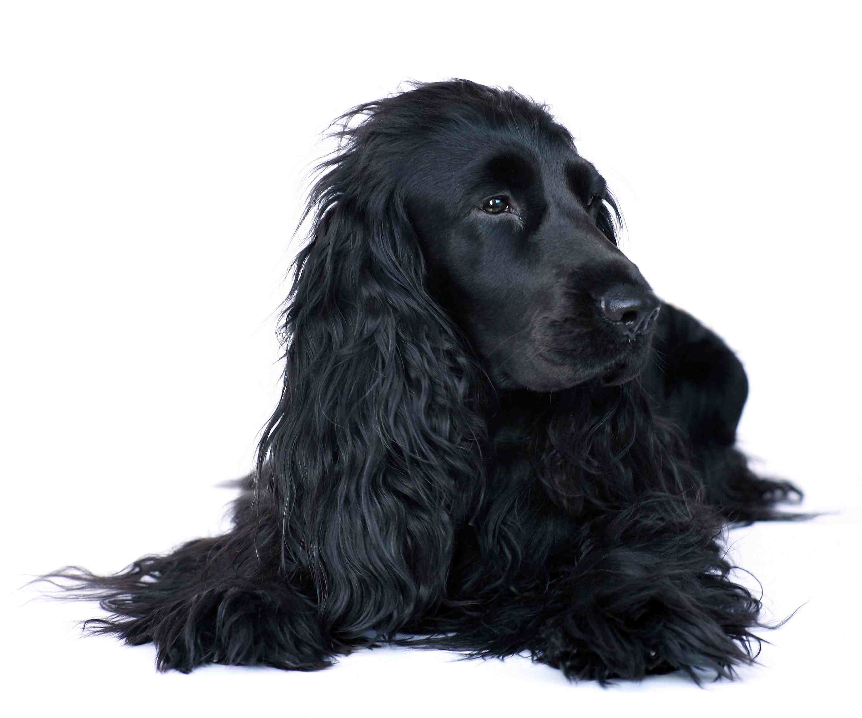 Черная собака с длинными ушами (61 фото) - картинки sobakovod.club