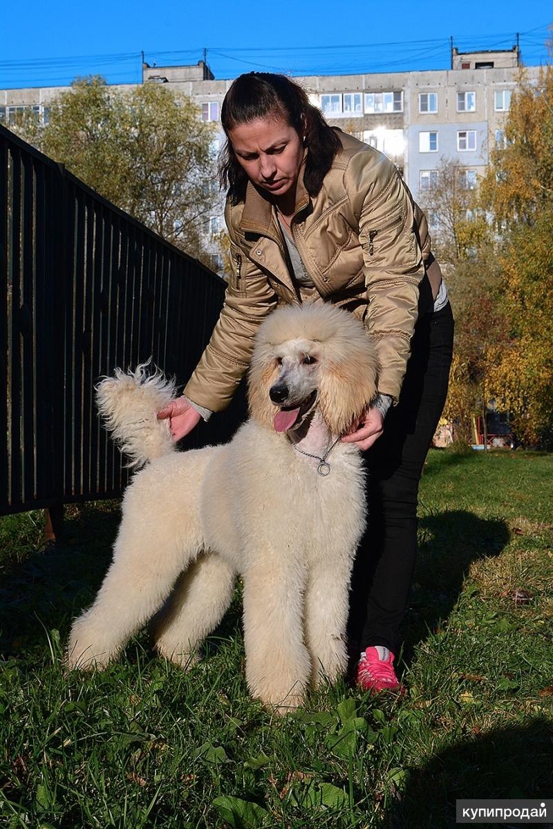 Средний пудель высота в холке