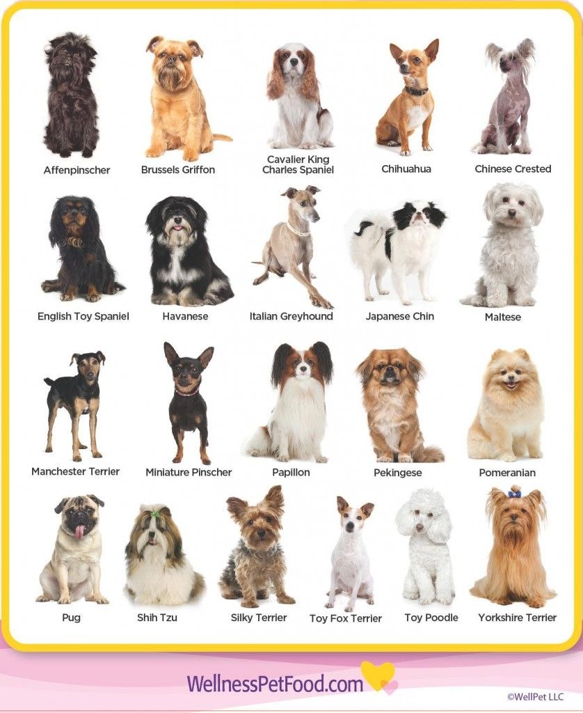 Мини собаки породы список (64 фото) - картинки sobakovod.club