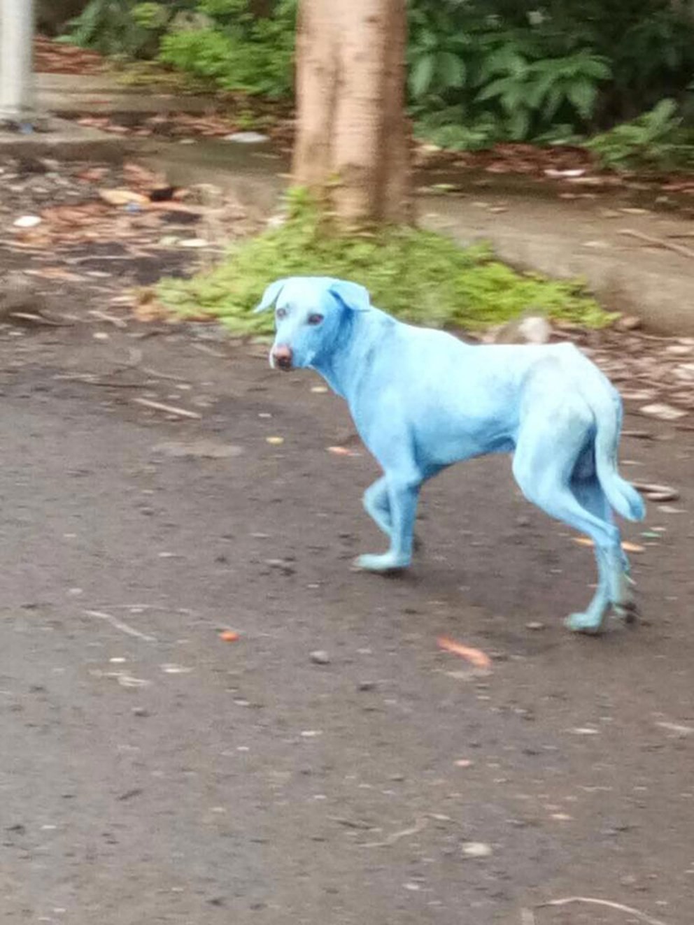 Почему собака синяя. Голубая собака. Синяя собака. Собака голубого окраса. Синяя собака порода.