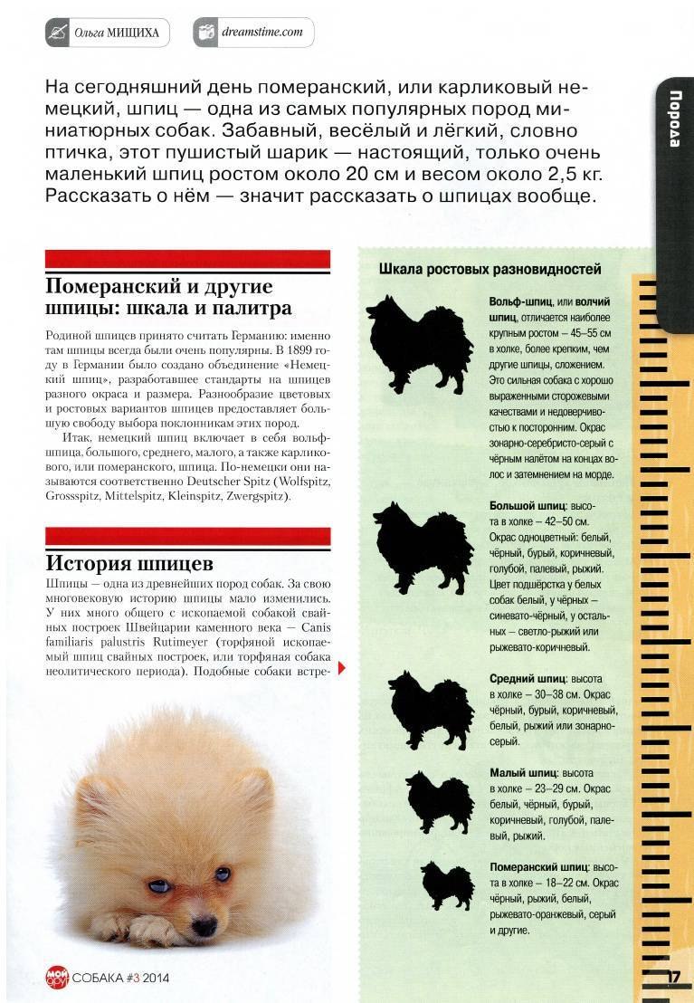 Малый немецкий шпиц стандарт породы вес