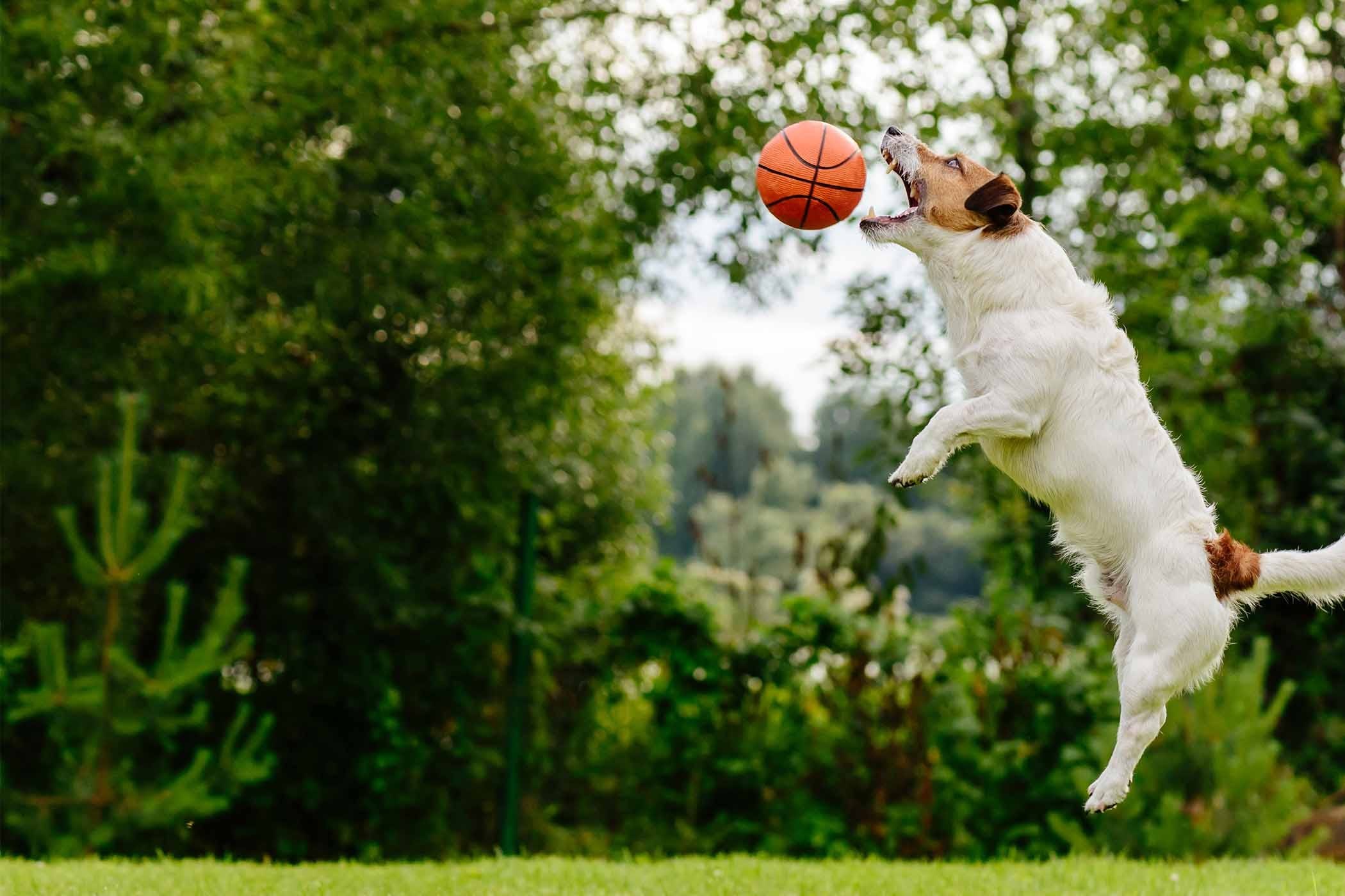 Собака прыгает. Щенок в прыжке. Собака подпрыгивает. Собака в прыжке за мячом. Catch ball