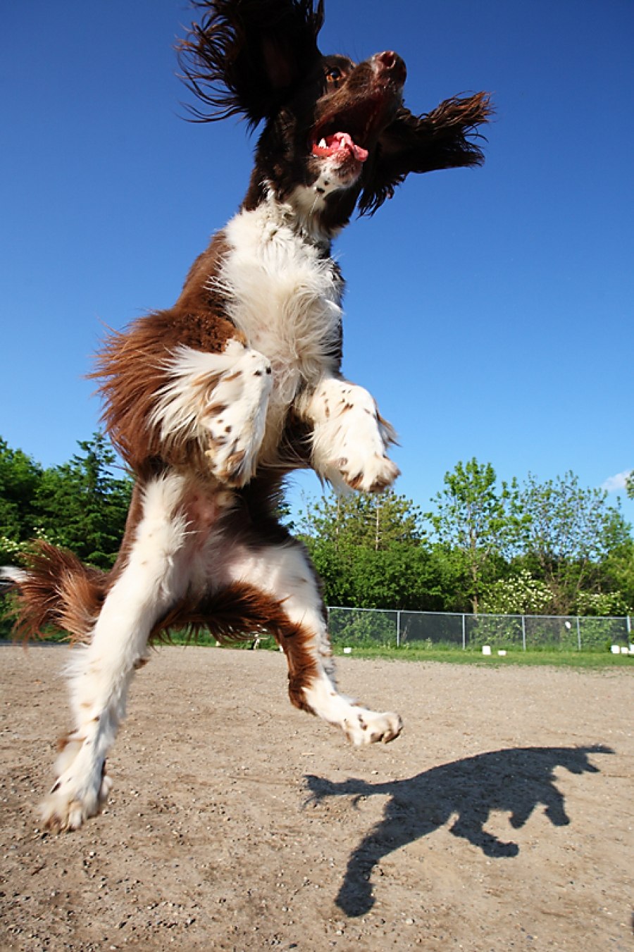 My dog can jump. Собака прыгает. Собака в прыжке. Собака подпрыгивает. Спаниель в прыжке.