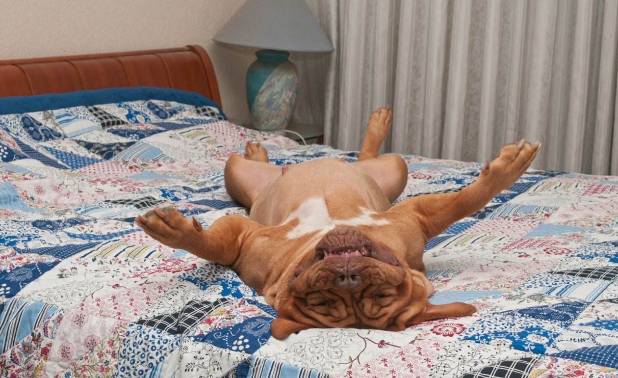 Валяться в постели. Кровать для собаки. Лежит на кровати.