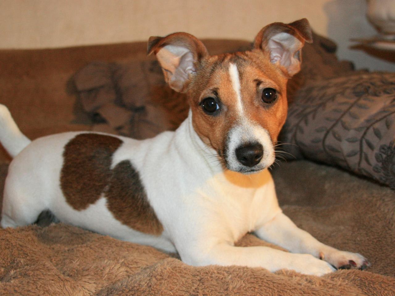 Порода собак белая с коричневыми пятнами (54 фото) - картинки sobakovod.club