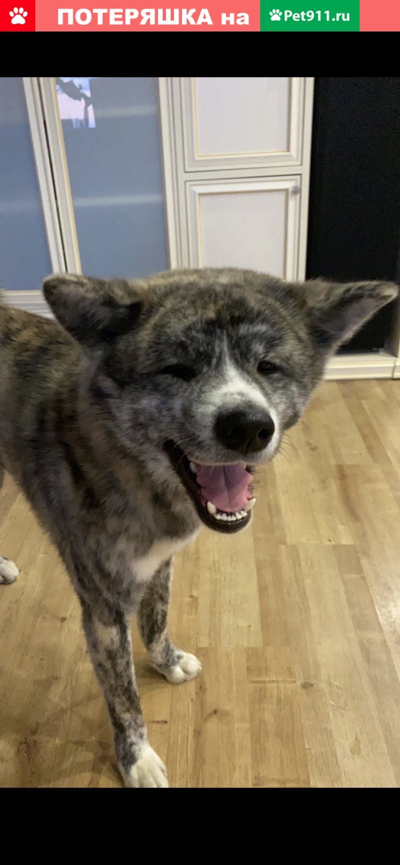 Собачий пес (63 фото)