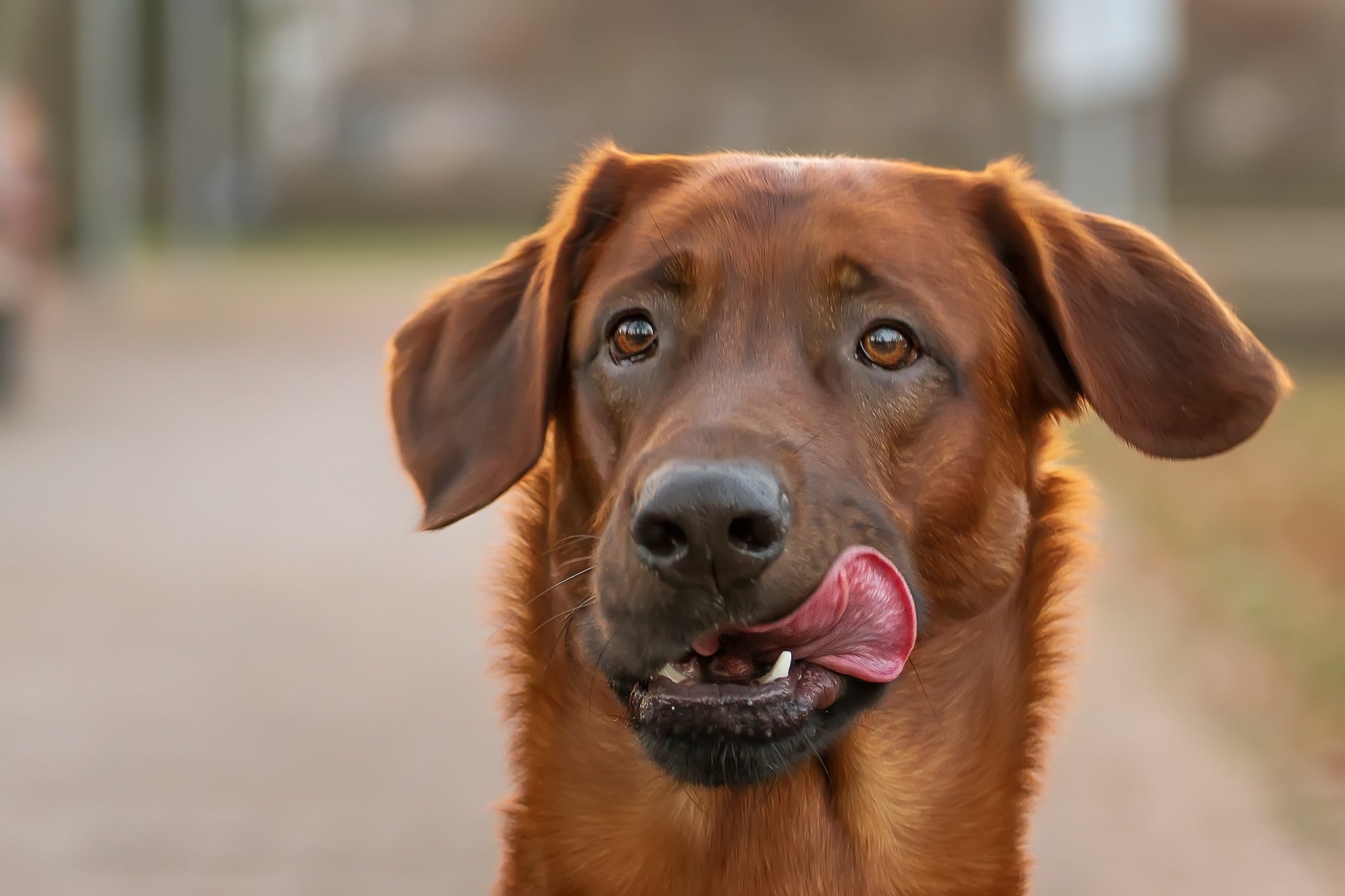 Пес. Собачьи портреты немки Эльке Фогельзанг. Коричневая собака. Сувако с высунутым языком. Пес с высунутым языком.