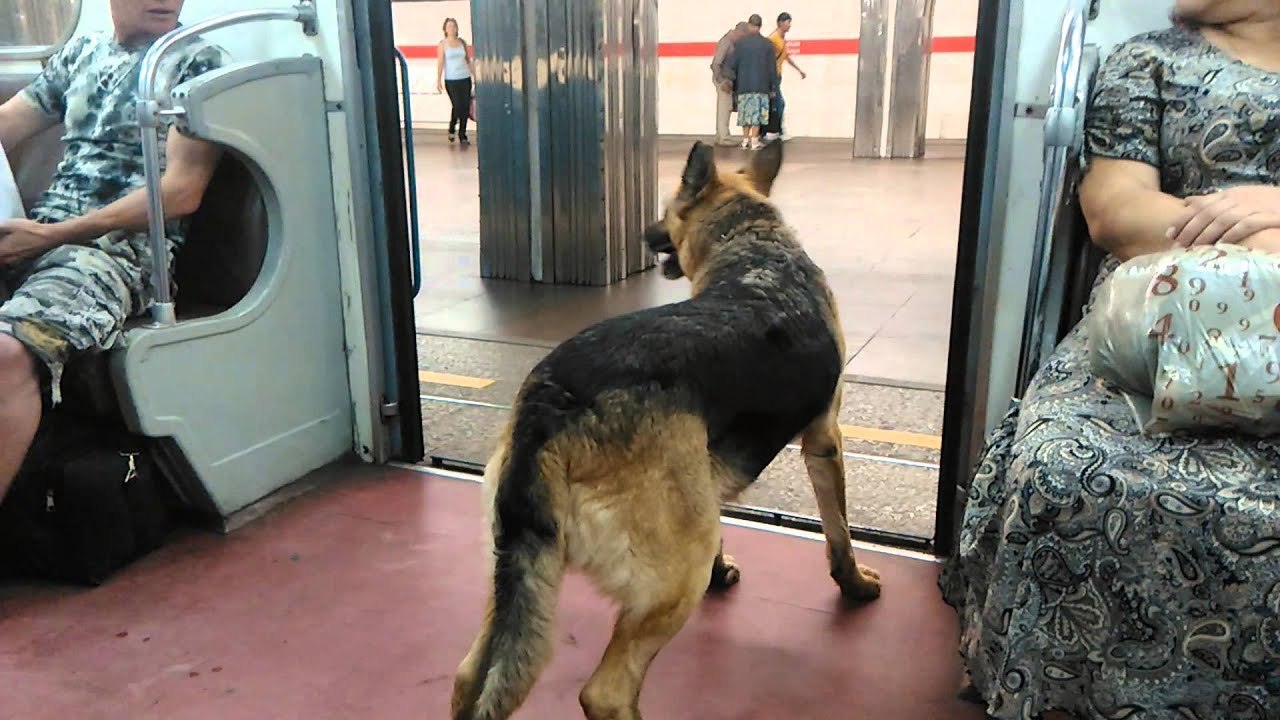 Можно ездить на собаке. Бродячие собаки в метро Москвы. Бездомная собака в метро. Бездомные собаки в Московском метро. Овчарка в метро.