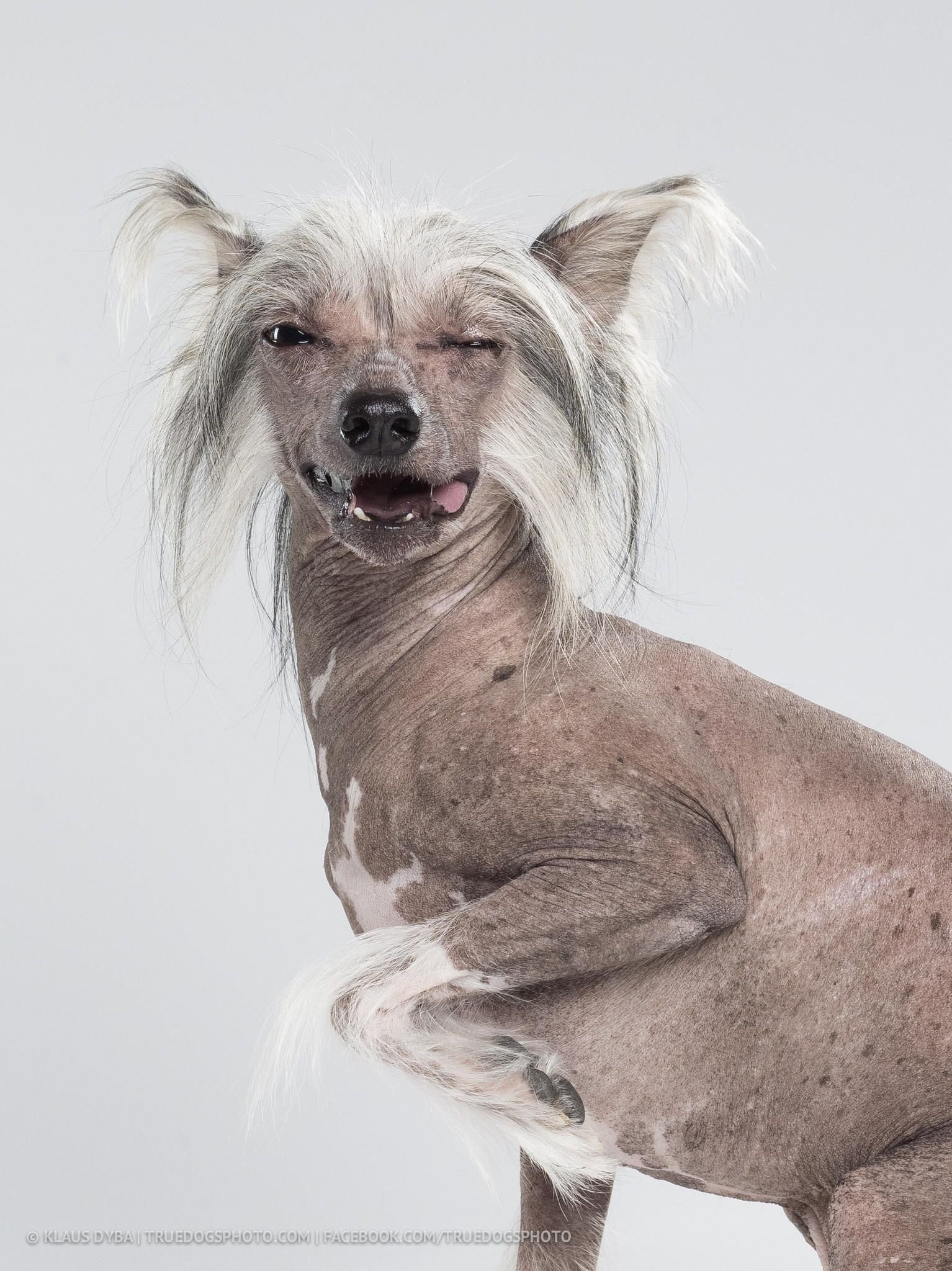 Мексиканская хохлатая собака (61 фото) - картинки rebcentr-alyans.ru