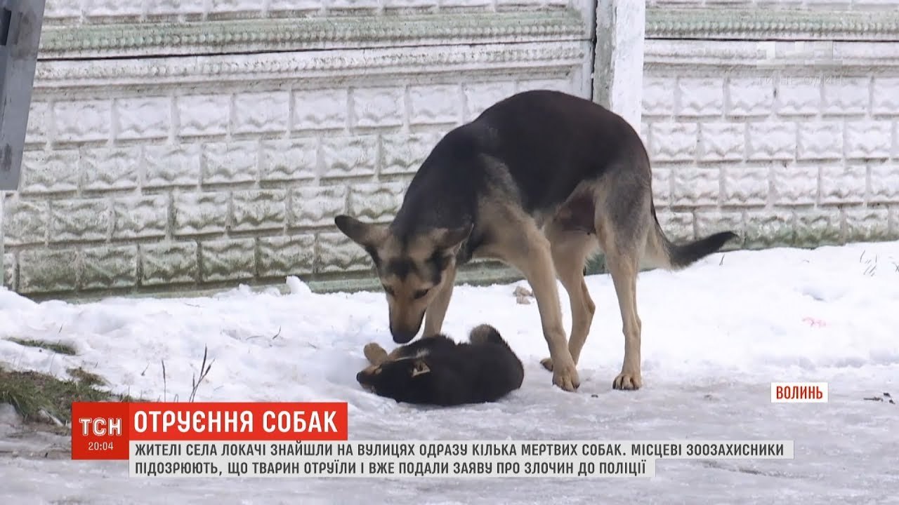 Чем отравить бездомных собак