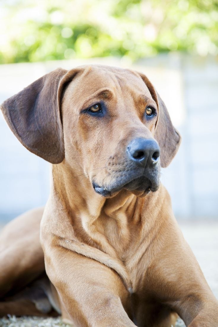 Rhodesian Ridgeback Puppy