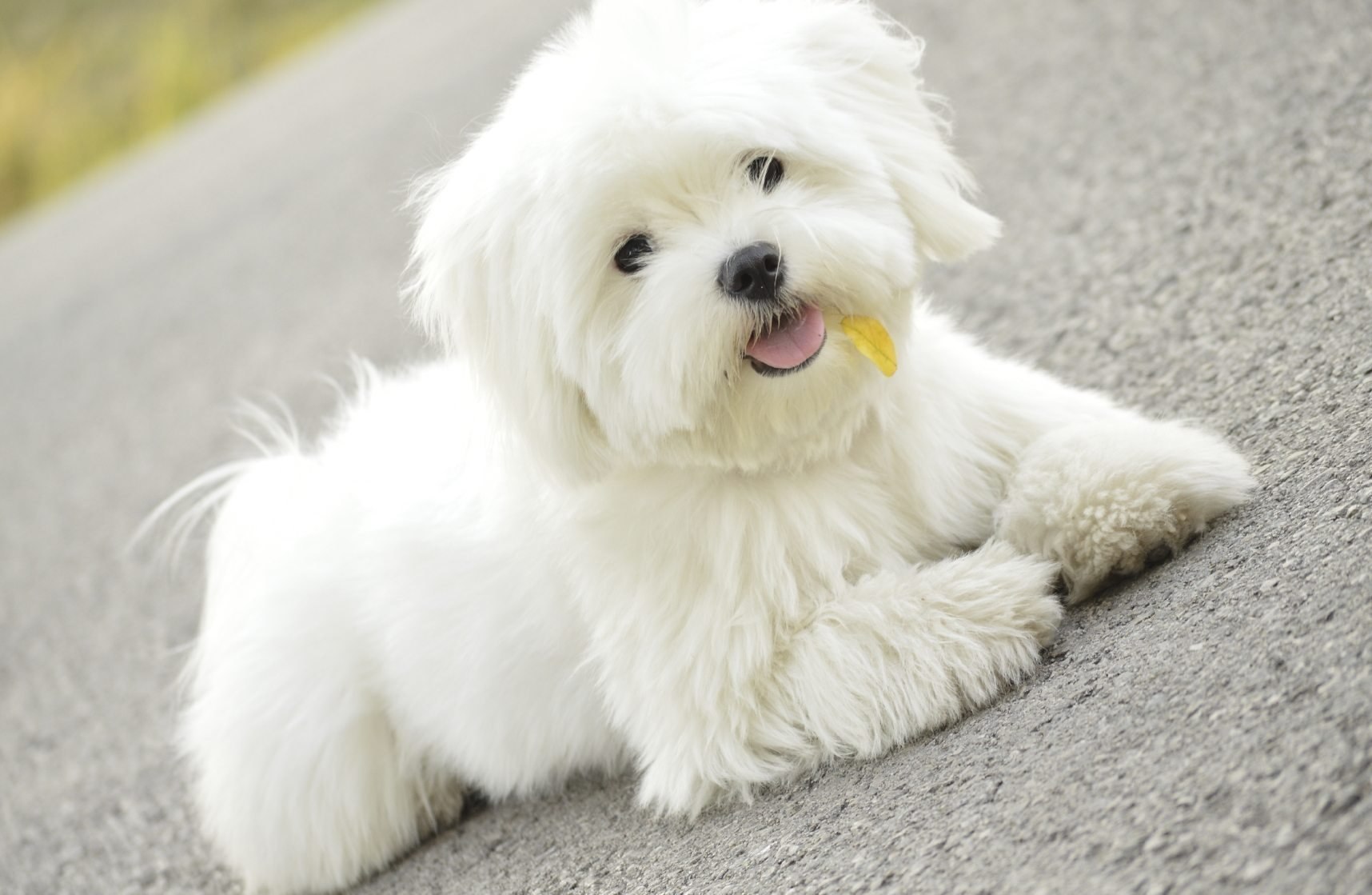 Болонка белая щенок (52 фото) - картинки sobakovod.club