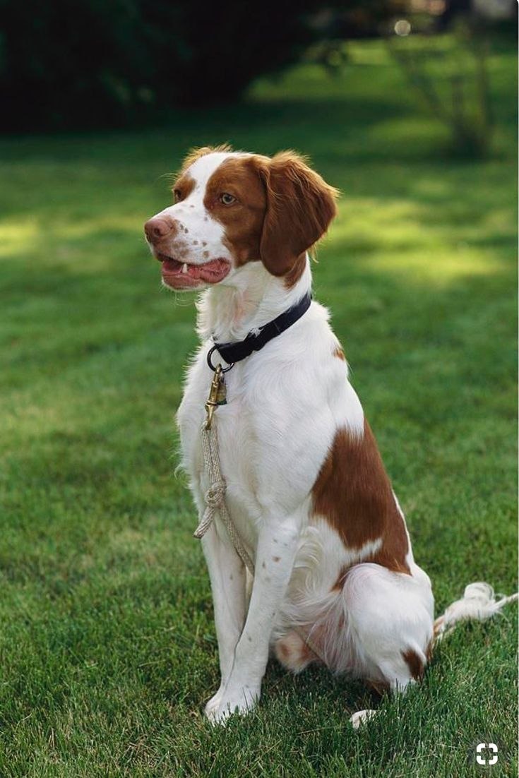 Old English Springer Spaniel