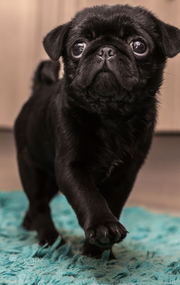 Черны1 Мопс