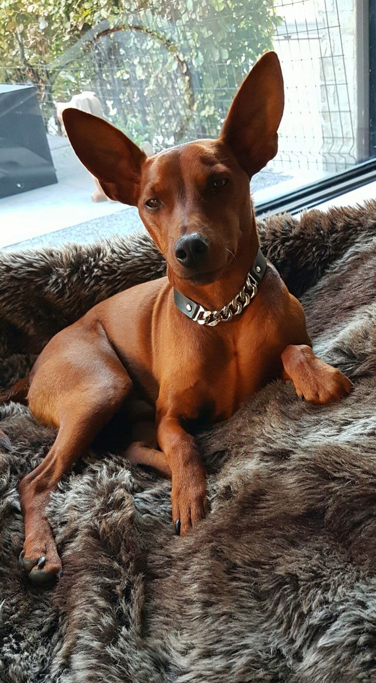 Miniature Pinscher Chihuahua Mix