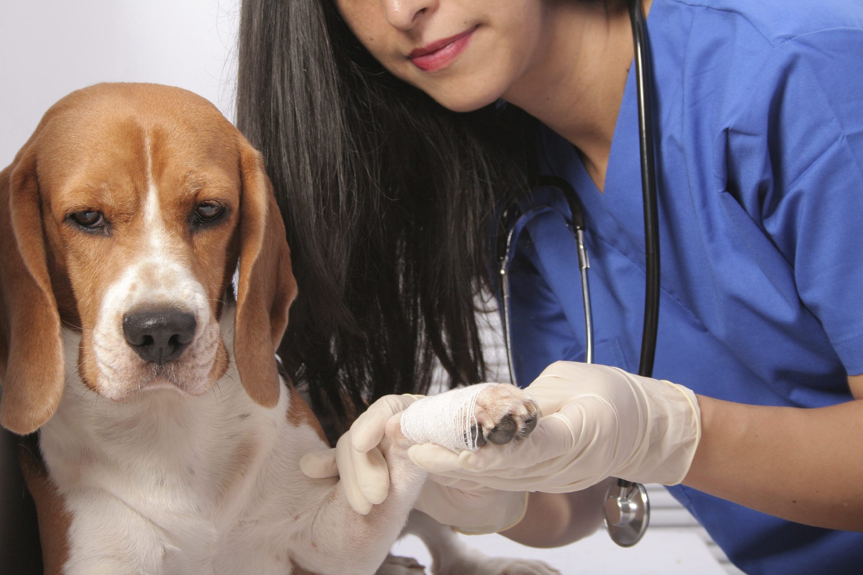 Собака лечение легких. Терапия животных. Собака в ветеринарной клинике. Ветеринария болезни собак.