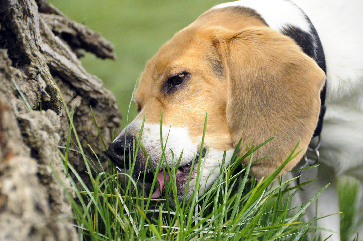 Собака подбирает с земли. Собаки. Собака ест траву. Собака на траве. Собака ест растение.