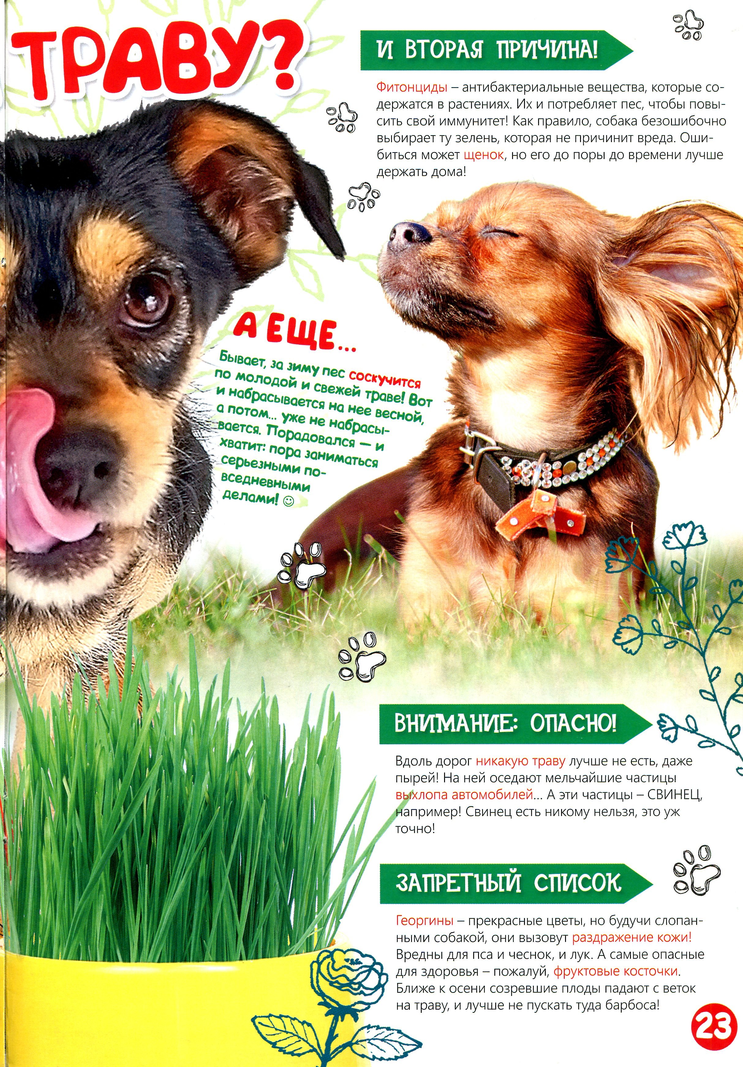 Едят ли собаки траву. Собака ест траву. Какую траву едят собаки. Почему собака ест траву. Собака на траве.