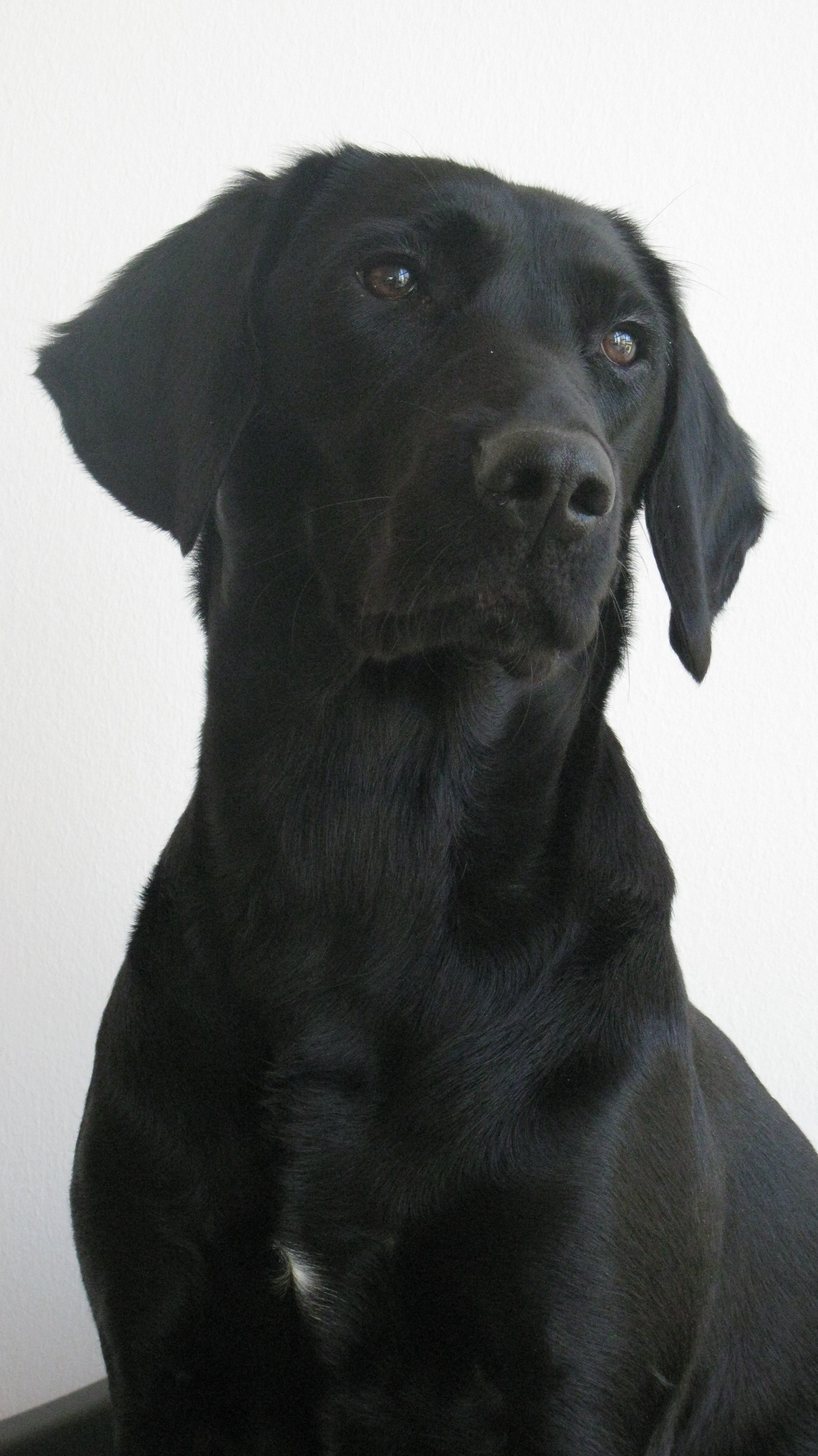 Черная собака с висячими ушами (58 фото) - картинки sobakovod.club