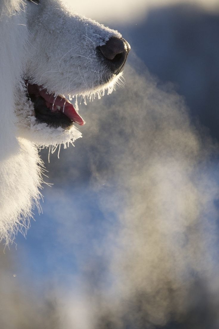 Perfect Petzzz лабрадор