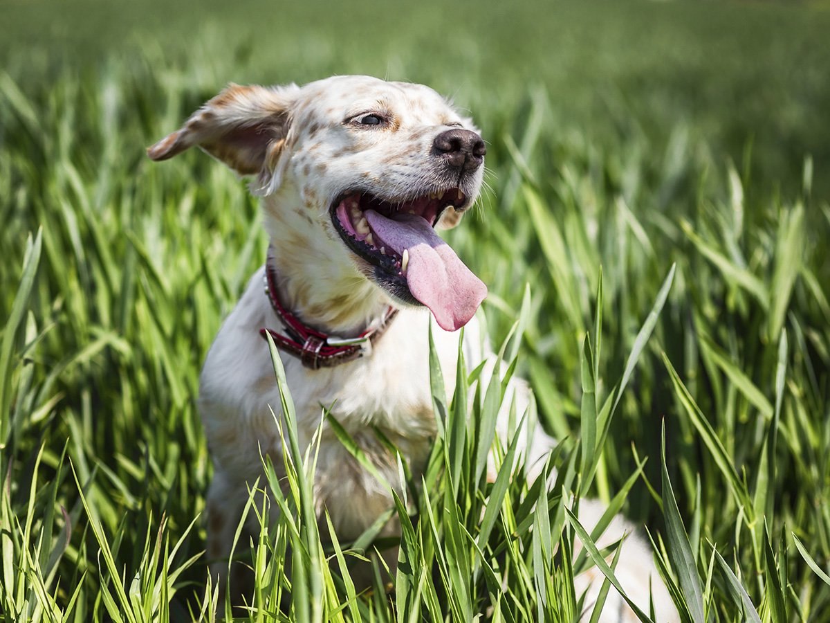Почему собака часто дышит с открытым ртом. Счастливая собака. Собака дышит. Дышащая собачка. Собака с высунутым языком.