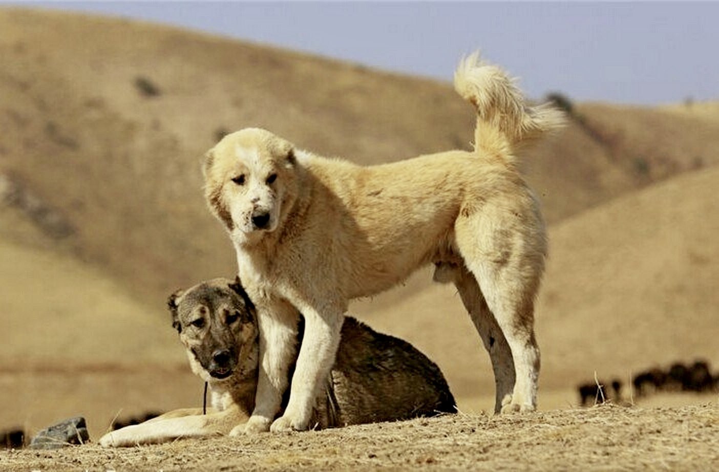 Таджик собаки. Собака таджикский алабай. Волкодав собака. Щенок алабай Таджикистанский. Таджикский волкодав.