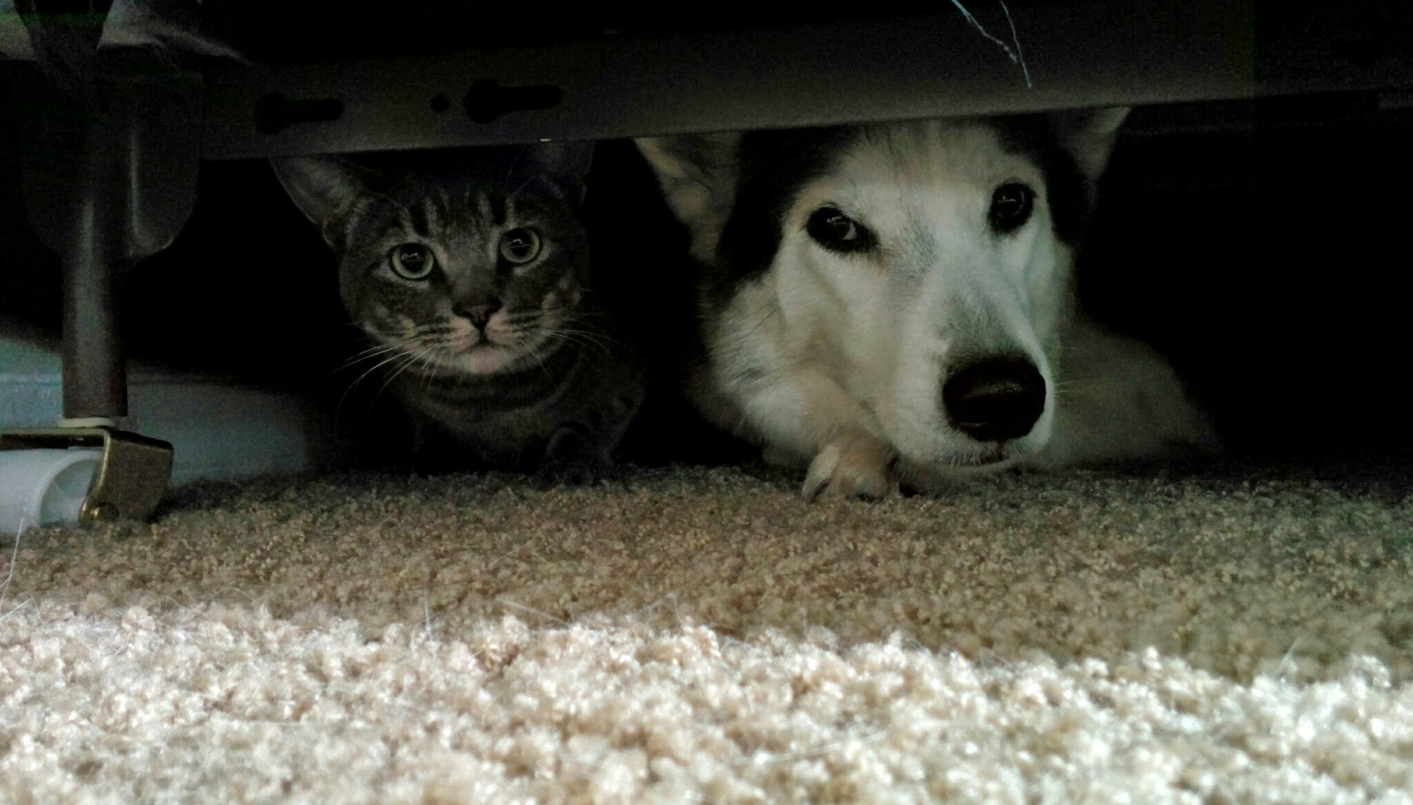 Почему собака прячется. Кот прячется. Собака под кроватью. Собака под диваном. Животные прячутся.