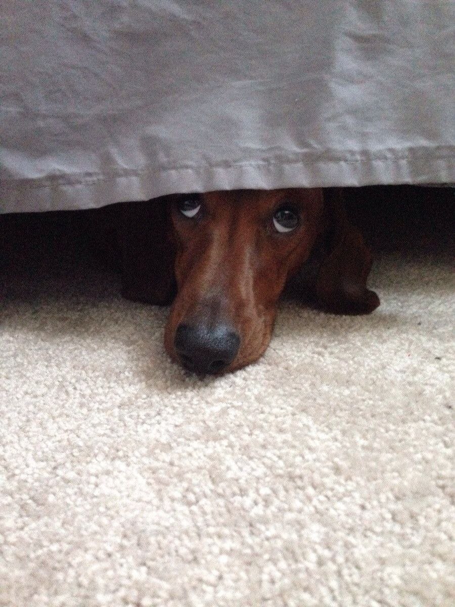 Почему собака прячется. Собака спряталась. Собака прячется. Собака под кроватью. Щенок спрятался.