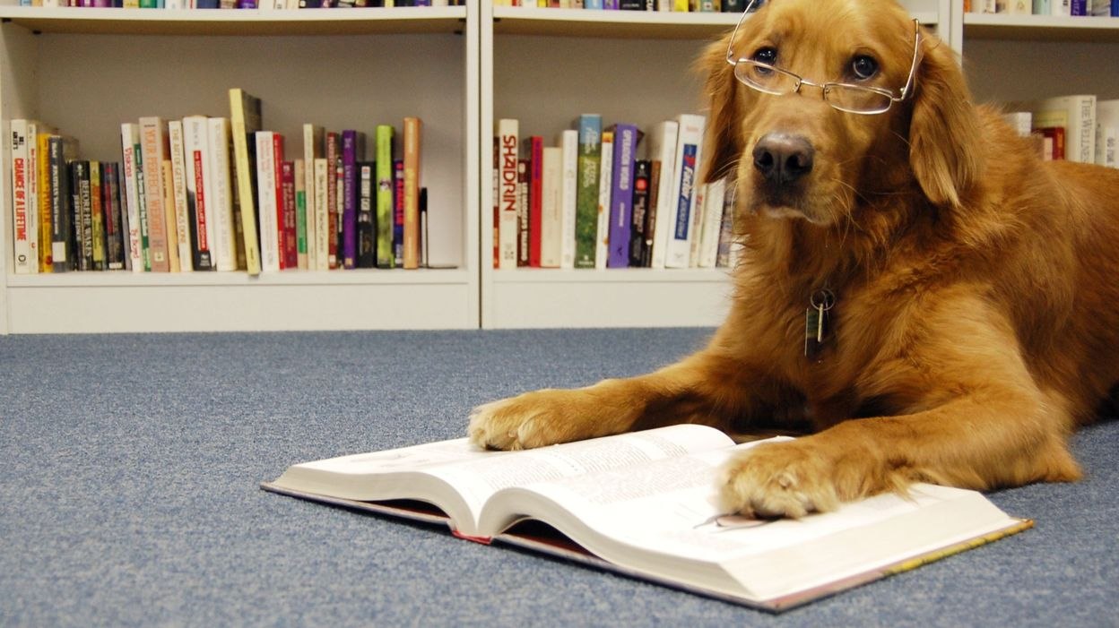 Думай быстрее пес. Умная собака. Собака в библиотеке. Собака с книжкой. Собака ученый.