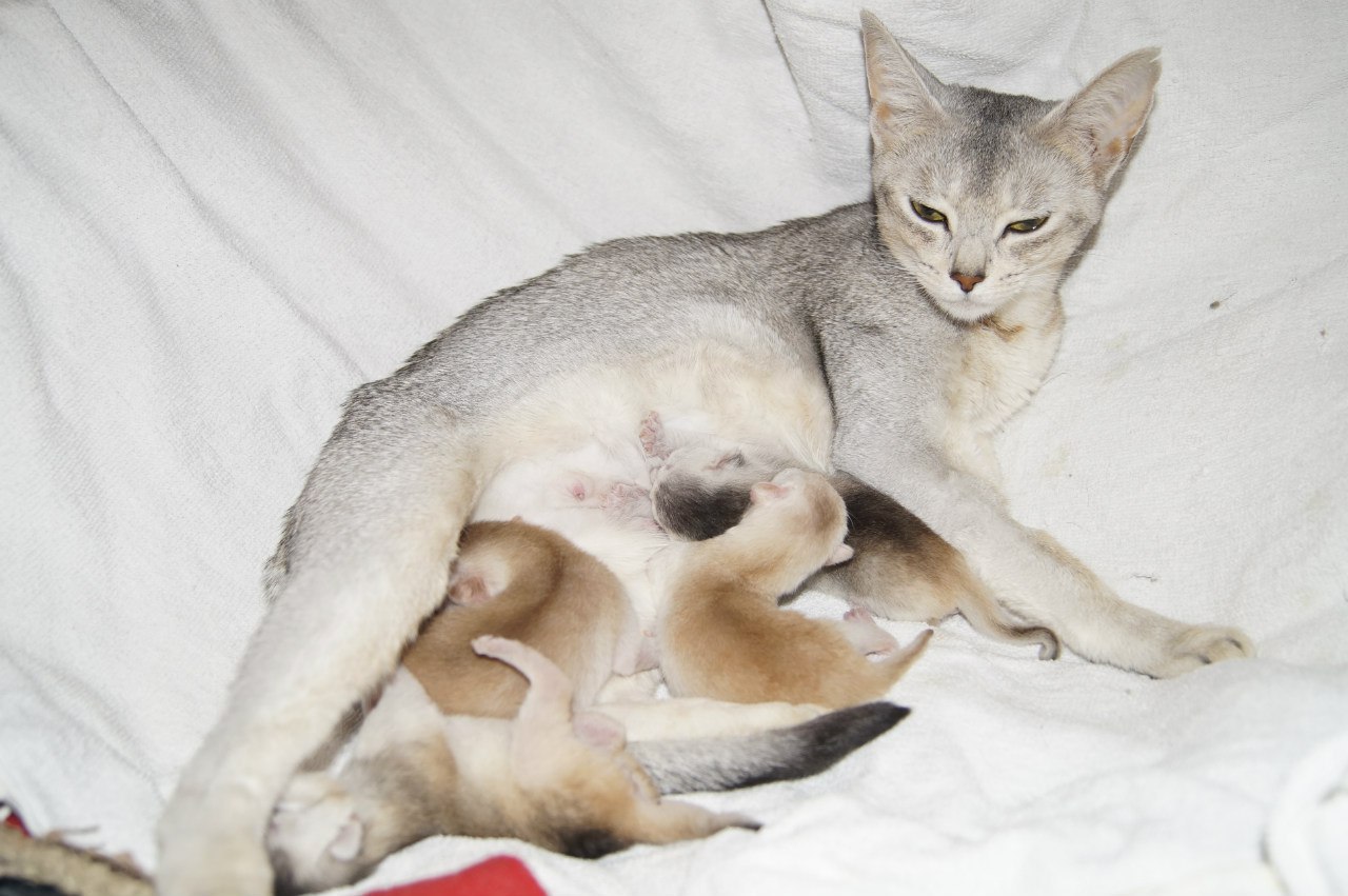 Течка у стерилизованной кошки сколько длится. Спаривание котов.