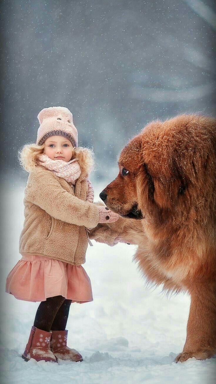 Тибетский мастиф девочка