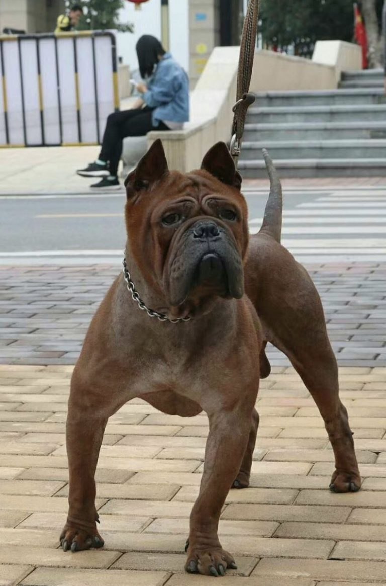 Чунцин порода собак