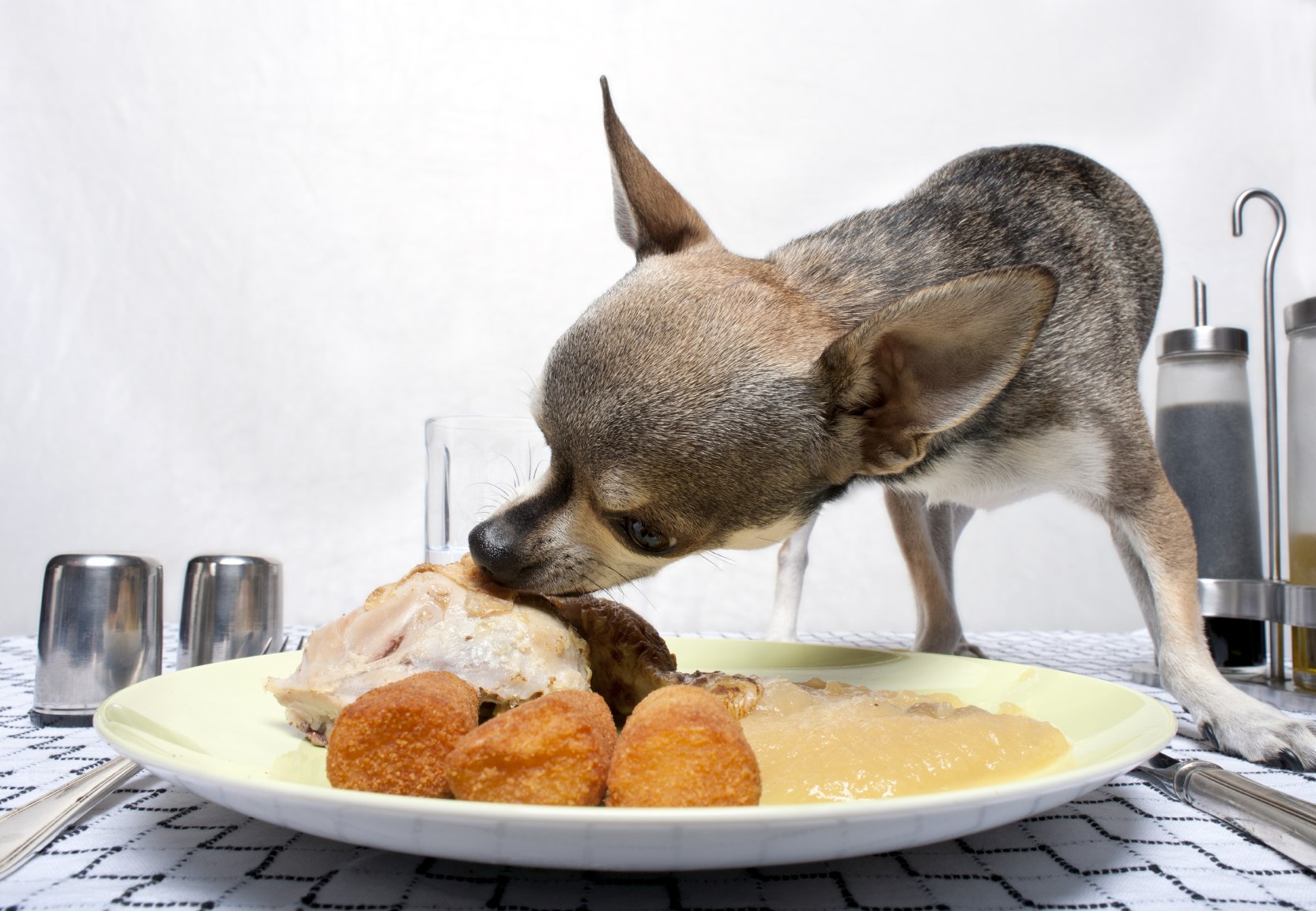 Почему собака жрет. Еда для домашних животных. Питание собак. Собака кушает. Собачка с едой.