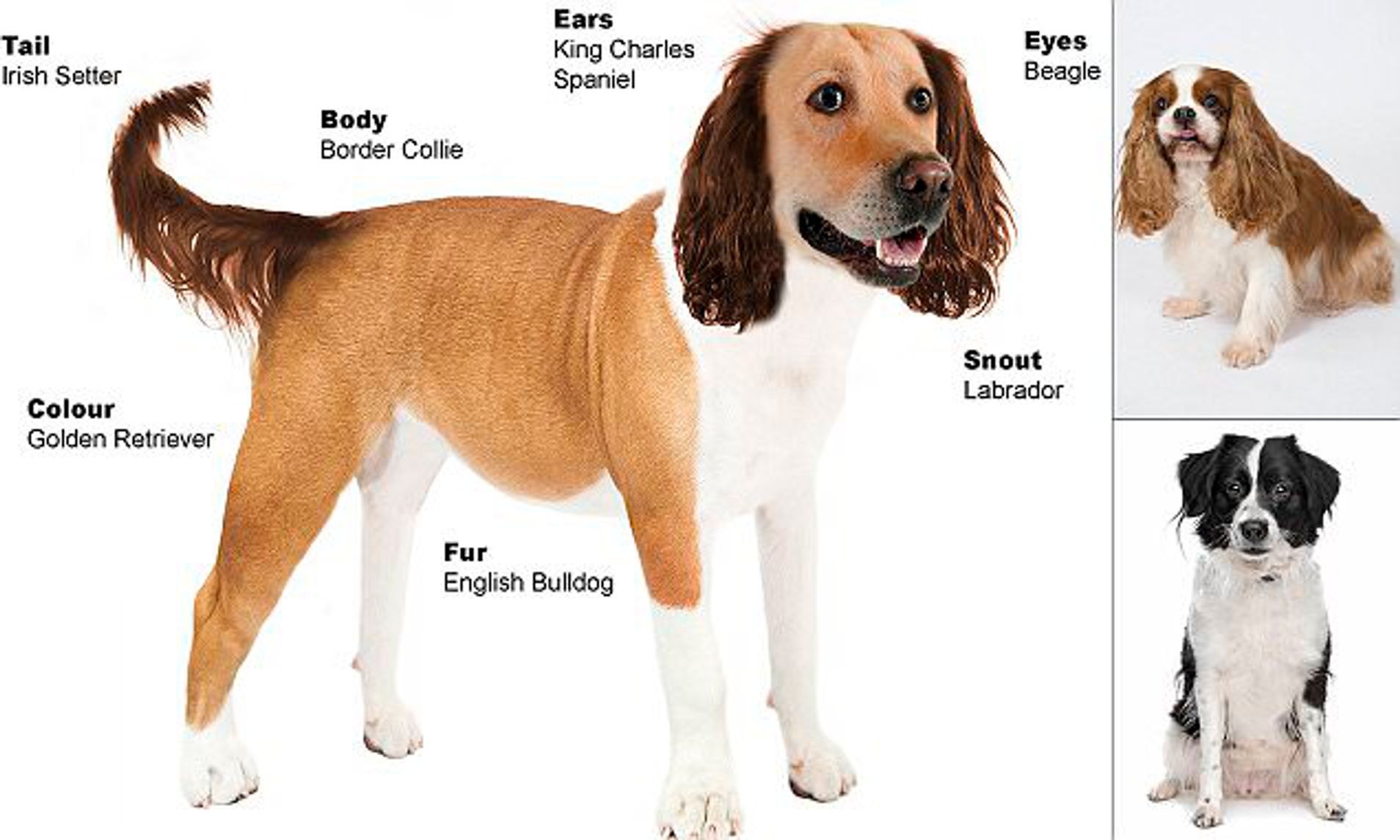 Длинные уши на английском. Хвост собаки. Собаки с короткой шерстью. Как называются хвосты у собак. Собаки с длинным туловищем.