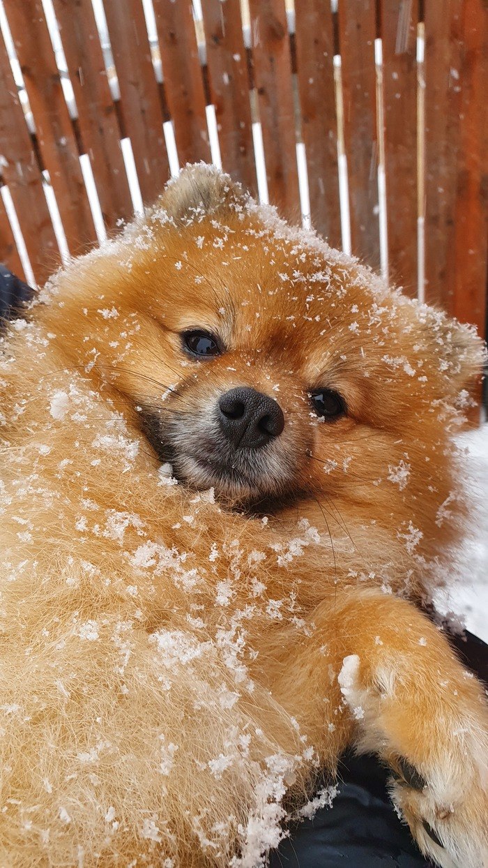 Шпиц может жить на улице зимой (36 фото)