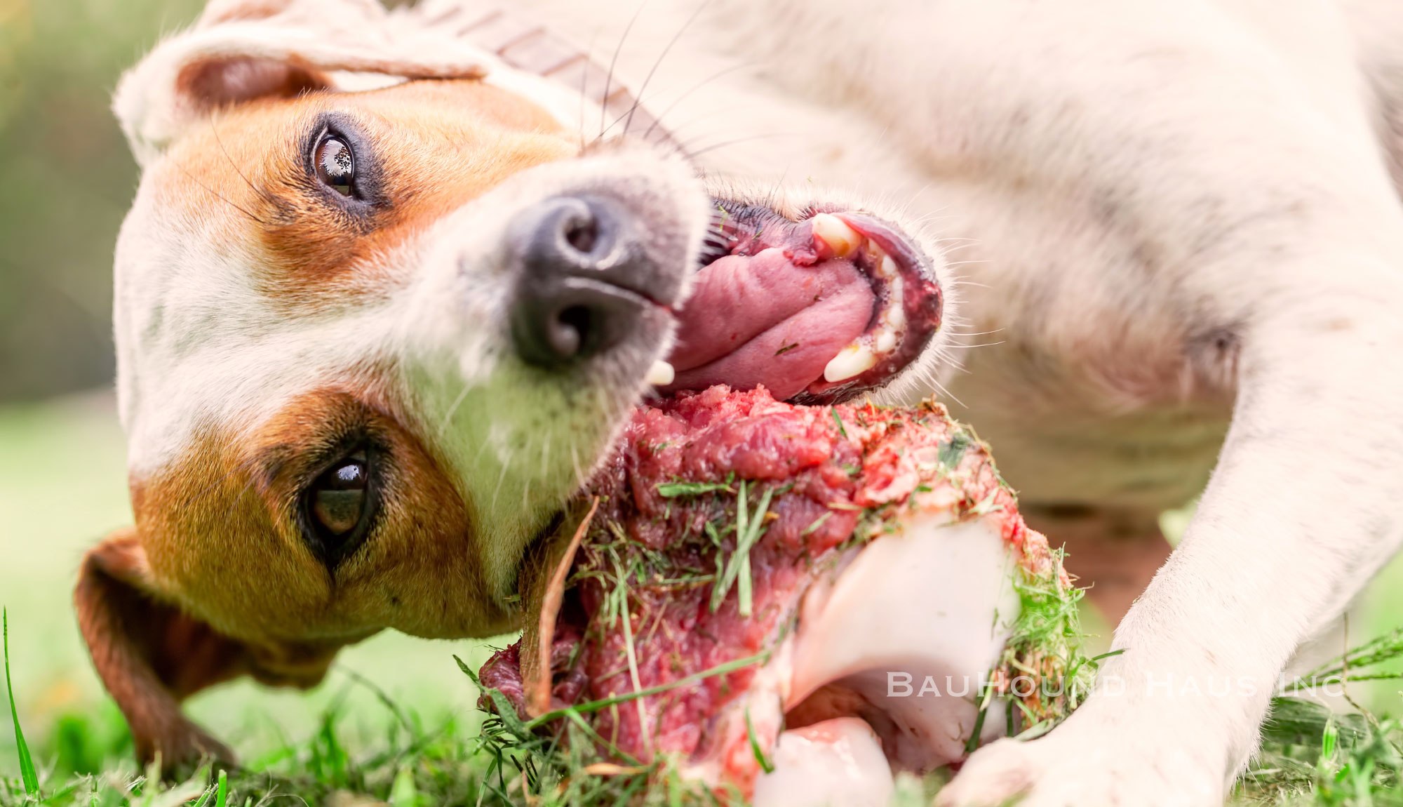 Можно ли есть мясо мелких животных сырое. Красивые собаки. Собачка с мясной косточкой.
