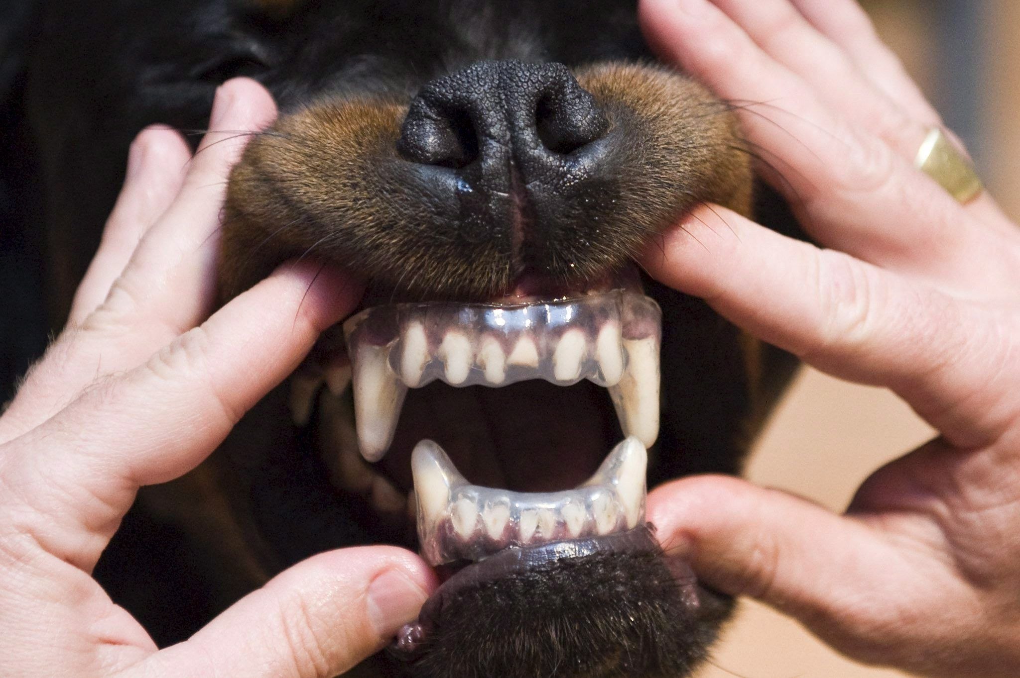 У какого животного всю жизнь растут зубы. Ножницеобразный прикус у собак. Стаффордширский терьер прикус. Ножницеобразный прикус прикус собаки.