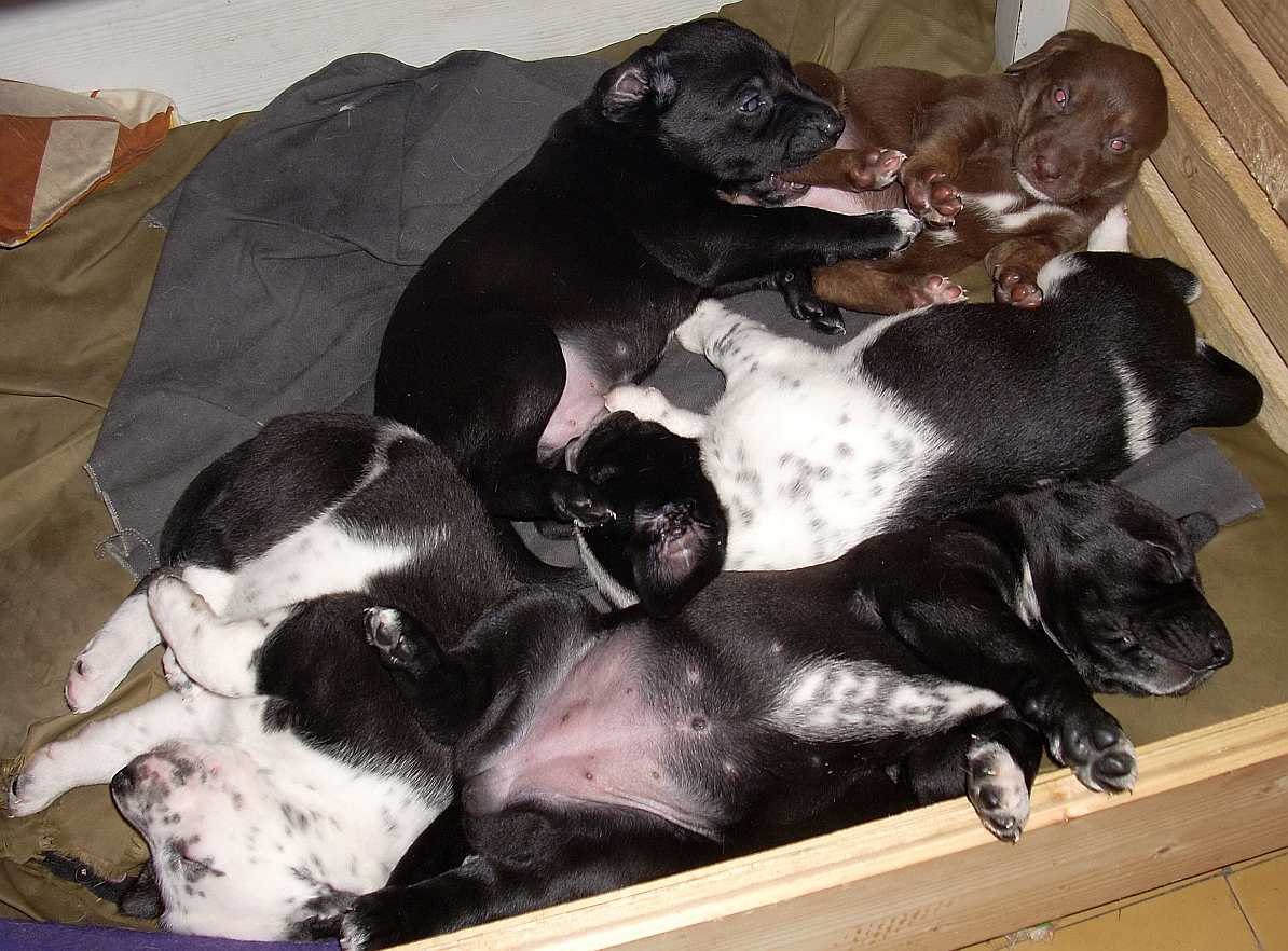 Мама собака а папа. Новорожденные щенки лабрадора чёрные. Новорожденный лабрадор черный. Щенки далматинца Новорожденные. Новорожденные щенки дворняжки.