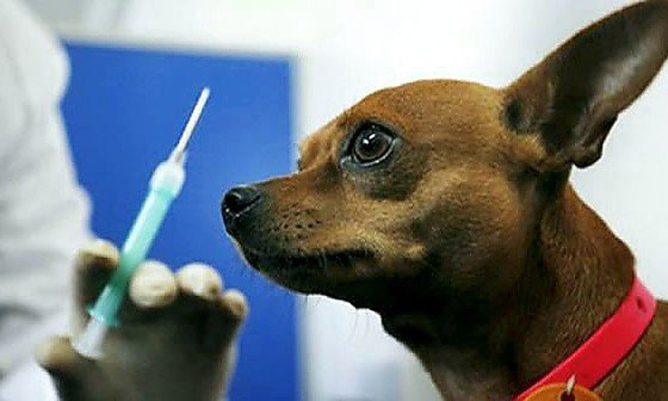 Делайте вакцинацию от бешенства. Вакцинация животных. Прививка животных. Вакцинация против бешенства животных. Вакцины от бешенства для животных.