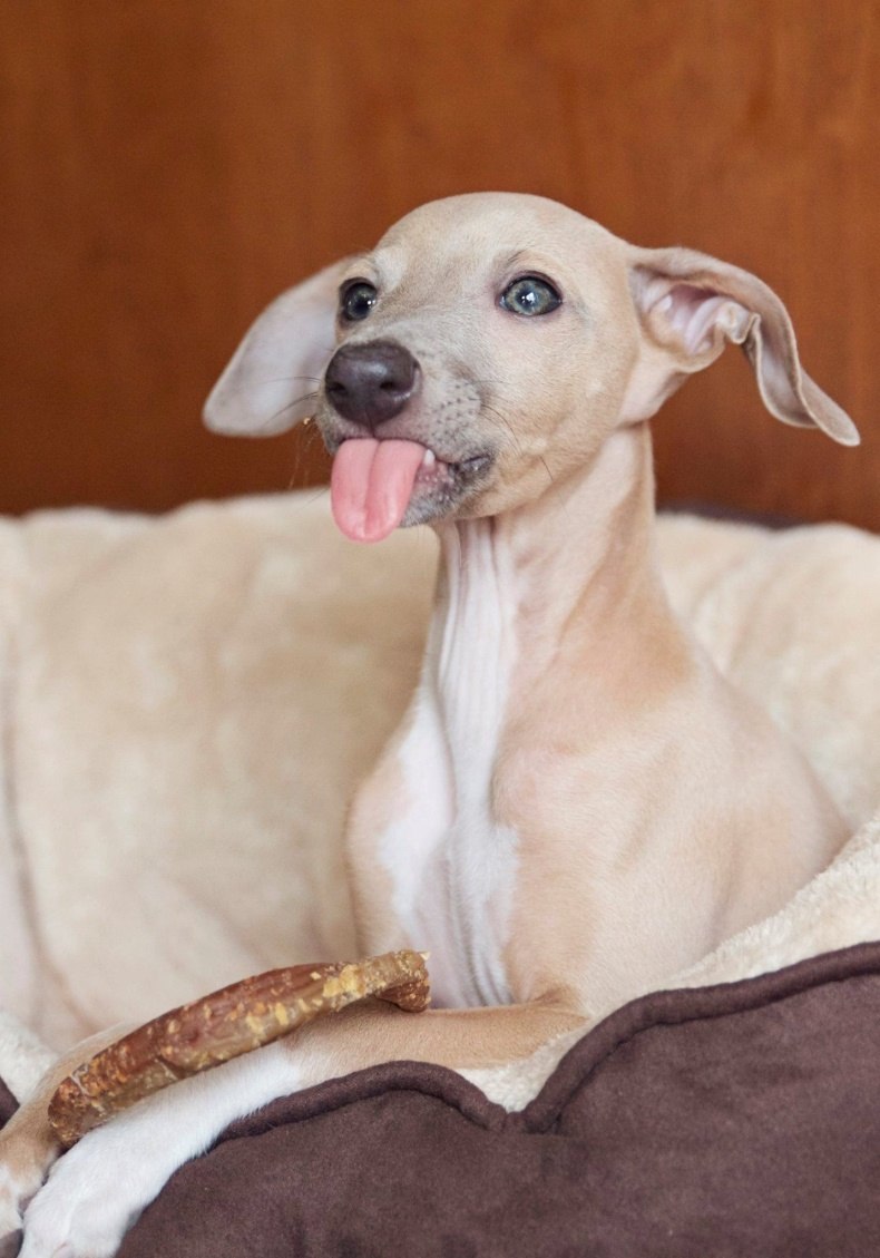 Italian Greyhound, Basenji.