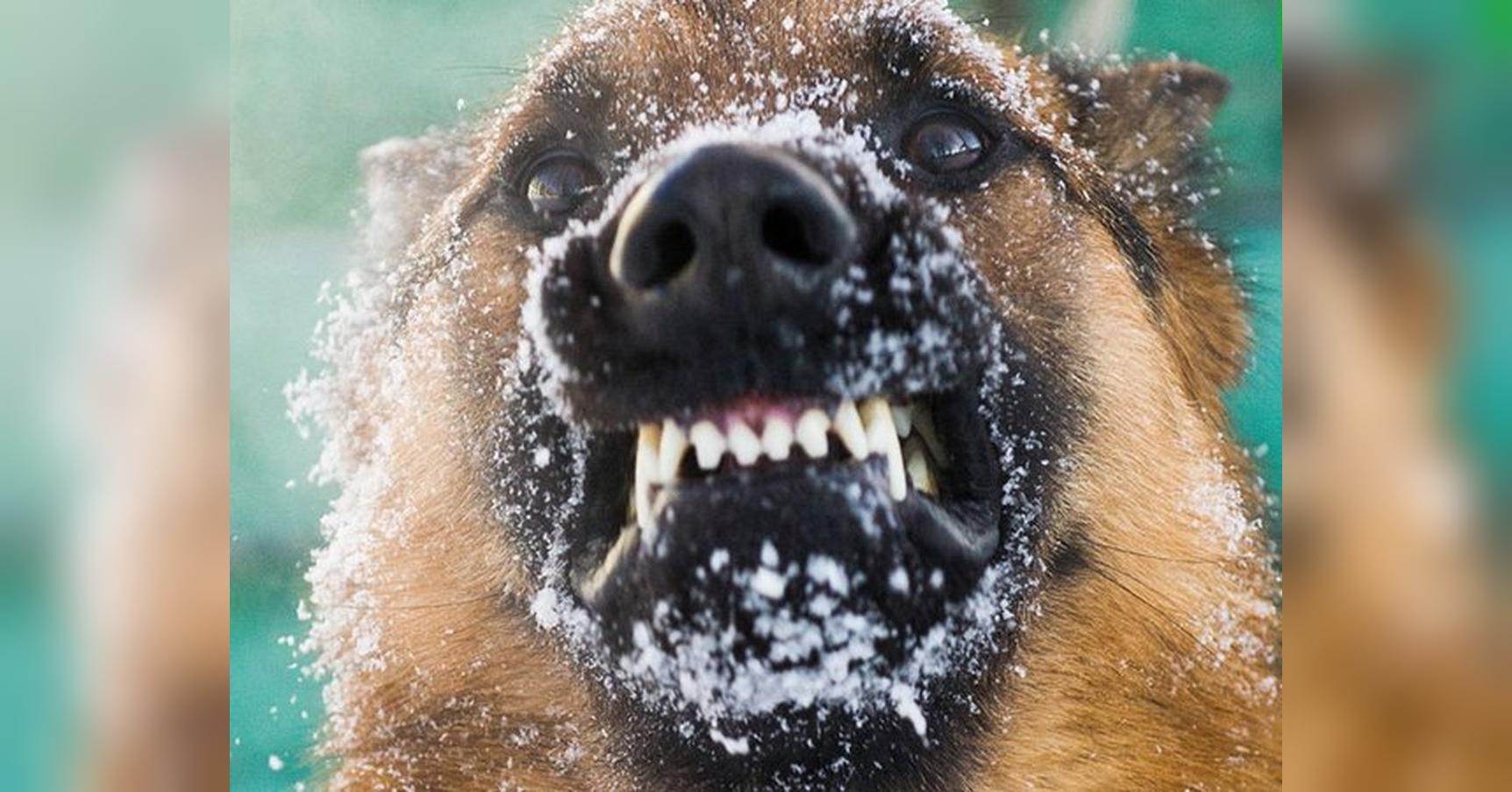 Почему у собаки пена у рта