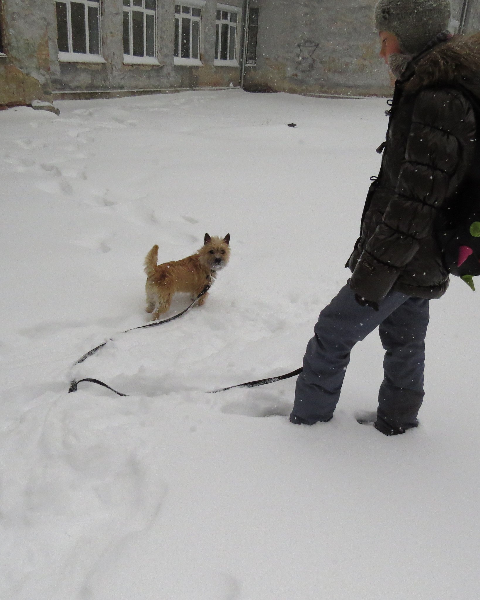 Можно гулять с собакой без поводка. Прогулка с собакой на поводке зимой. Лиса гуляет на поводке. Собаки без поводка зима. Рыжий кот на поводке зимой.