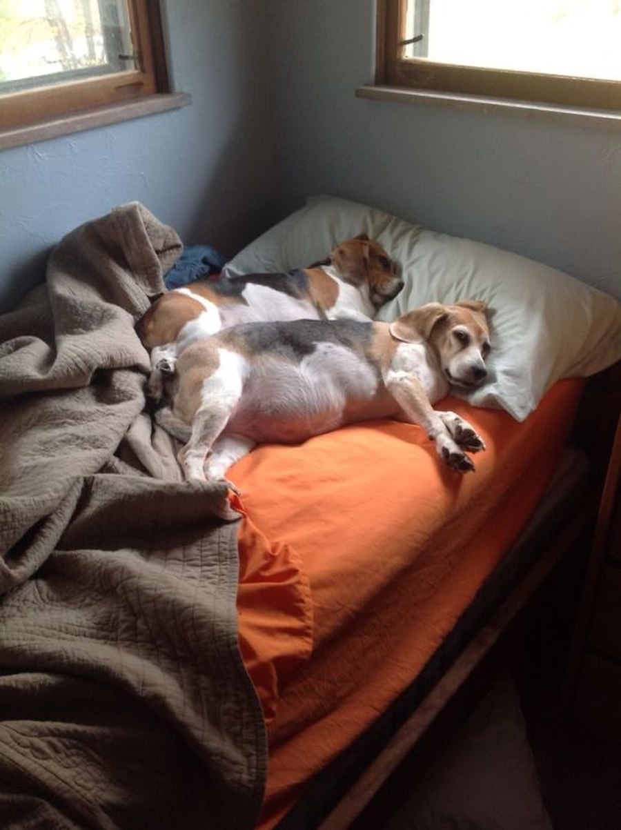 Почему собаки спят на кровати. Кровать для собаки. Собака в постели. Спящие собачки.