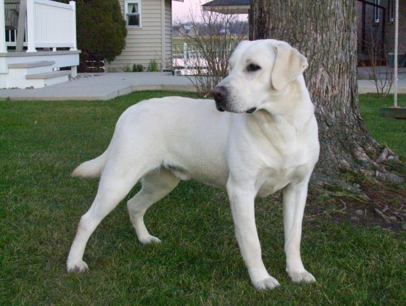 большая белая собака порода гладкошерстная